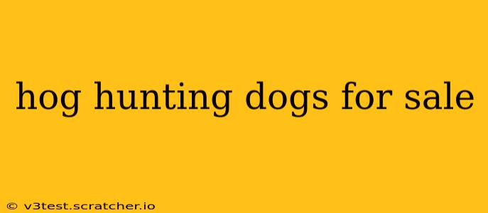 hog hunting dogs for sale