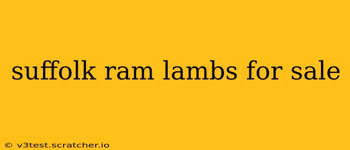 suffolk ram lambs for sale